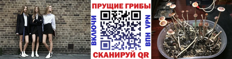 где найти Нерюнгри Галлюциногенные грибы ЛСД